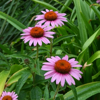 Echinacea purpurea 'Magnus' (074273)