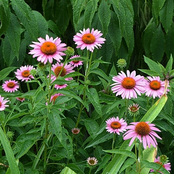 Echinacea purpurea 'Magnus' (074274)