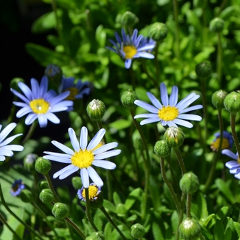 Felicia amelloides 'San Gabriel' (074284)