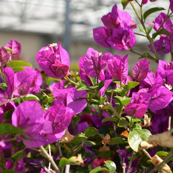 Bougainvillea x. buttiana 'Royal Purple' (074287)