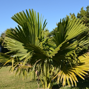 Corypha umbraculifera '' (074466)