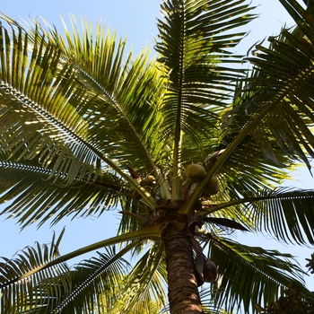 Cocos nucifera '' (074467)