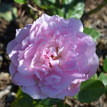 Rosa 'Orchid Romance™' (074472)