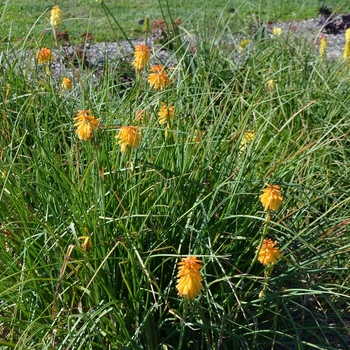 Kniphofia uvaria 'Echo Mango' (074474)