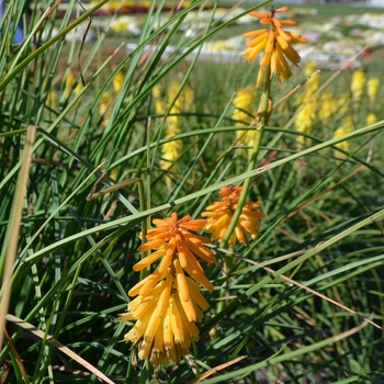 Kniphofia uvaria 'Echo Mango' (074475)