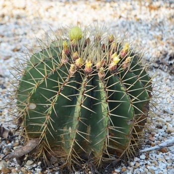 Ferocactus glaucescens '' (074513)