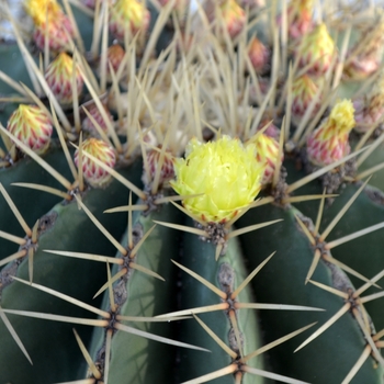 Ferocactus glaucescens '' (074514)