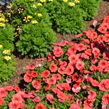 Petunia 'Bingo Perfectunia® Orange' (074526)