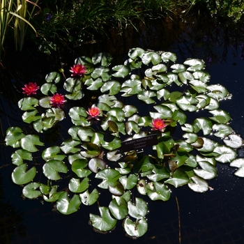 Nymphaea 'Andreana' (074533)