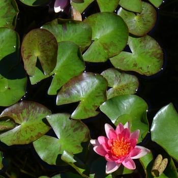 Nymphaea 'Andreana' (074535)