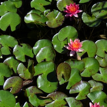 Nymphaea 'Andreana' (074536)