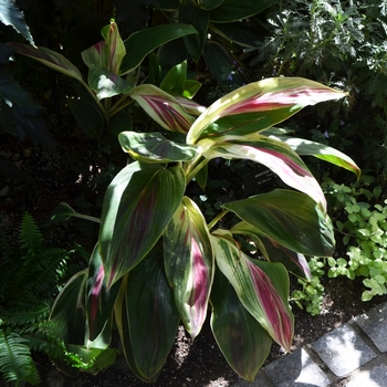 Cordyline fruticosa 'Exotica' (074541)