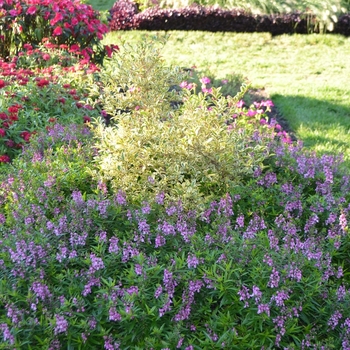 Angelonia angustifolia Serenita® 'Raspberry' (074547)