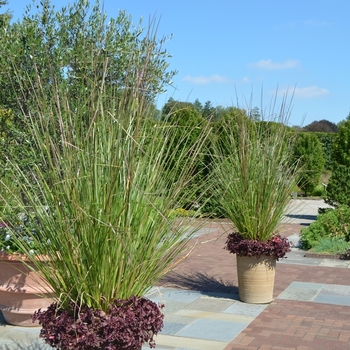 Chrysopogon zizanioides '' (074551)