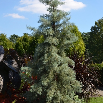 Cupressus arizonica 'Golden Pyramid' (074552)