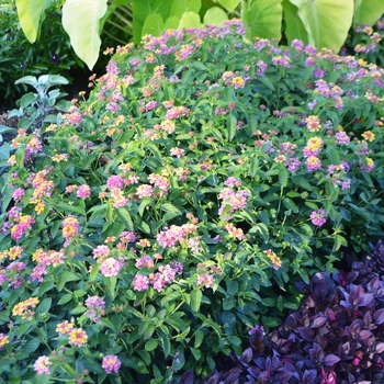 Lantana camara Luscious® 'Berry Blend™' (074557)