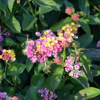 Lantana camara Luscious® 'Berry Blend™' (074558)