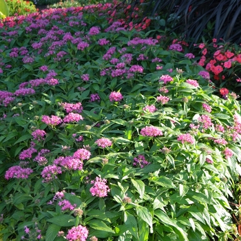 Pentas lanceolata 'Butterfly Deep Pink' (074560)