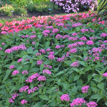 Pentas lanceolata 'Butterfly Deep Pink' (074561)