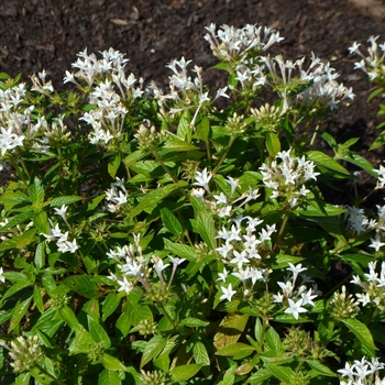 Pentas lanceolata Lucky Star™ 'White' (074566)