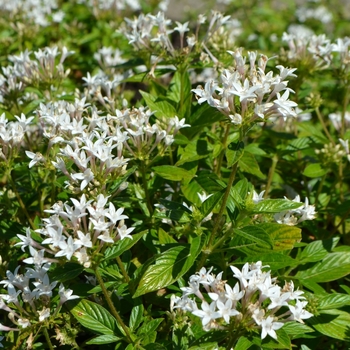 Pentas lanceolata Lucky Star™ 'White' (074567)