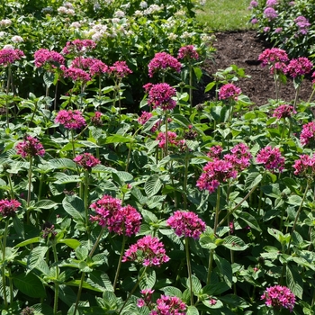 Pentas lanceolata 'Nova' (074568)