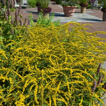 Solidago '' (074571)