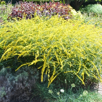 Solidago '' (074573)