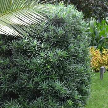 Podocarpus macrophyllus 'Maki' (074575)