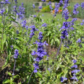 Salvia farinacea 'Gruppenblau' (074579)