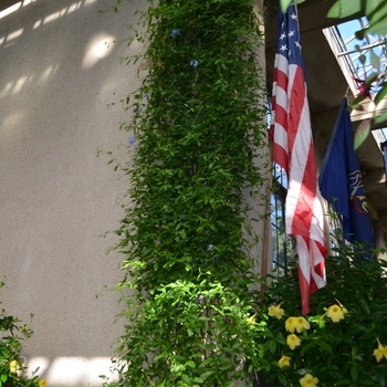 Plumbago auriculata 'Royal Cape®' (074584)