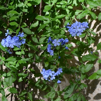 Plumbago auriculata 'Royal Cape®' (074585)