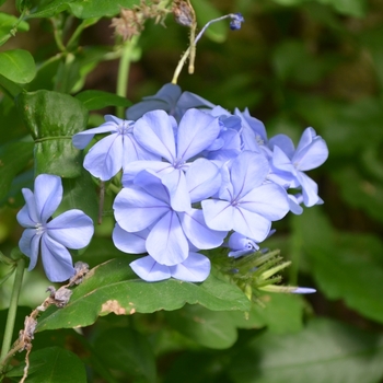 Plumbago auriculata 'Royal Cape®' (074587)