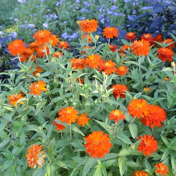 Zinnia marylandica Double Zahara™ 'Fire' (074597)