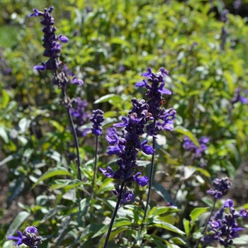 Salvia farinacea 'Evolution' (074603)