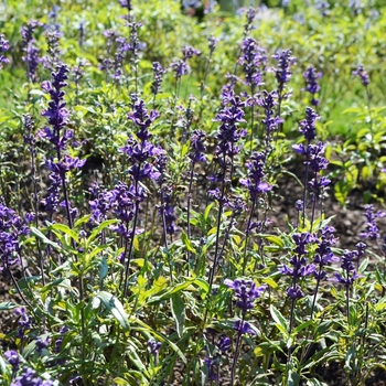 Salvia farinacea 'Evolution' (074604)