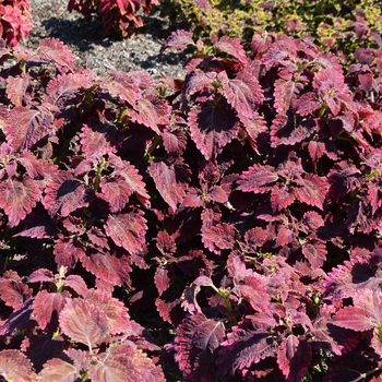 Coleus 'Red Velvet' (074609)