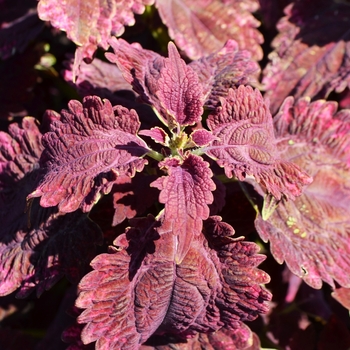 Coleus 'Red Velvet' (074610)