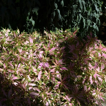 Coleus 'The Flume' (074630)