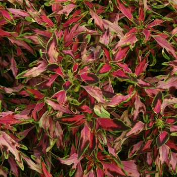 Coleus 'The Flume' (074631)