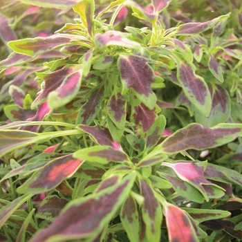 Coleus 'The Flume' (074632)