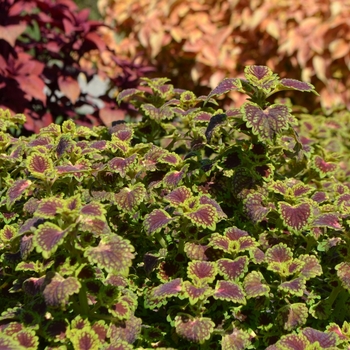 Coleus 'Lava Rose' (074633)