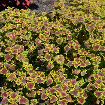 Coleus 'Lava Rose' (074635)