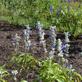 Salvia farinacea 'Strata' (074698)