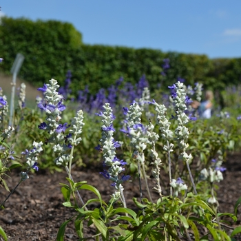 Salvia farinacea 'Strata' (074699)