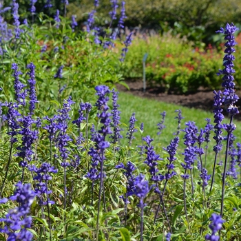 Salvia farinacea 'Victoria Blue' (074702)