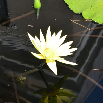 Nymphaea 'St. Louis Gold' (074705)