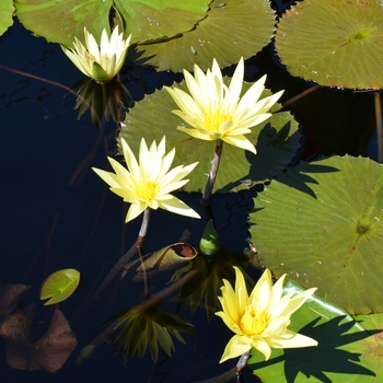 Nymphaea 'St. Louis Gold' (074706)