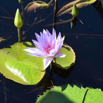 Nymphaea 'Lone Star' (074713)