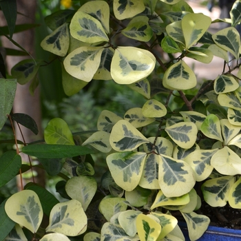 Ficus natalensis ssp leprieurii 'Malay Gold' (074714)